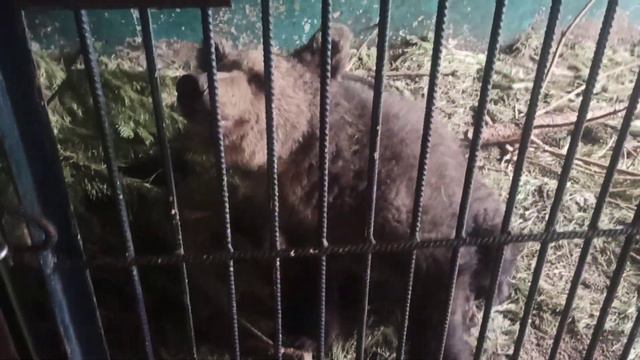 Где медвежонок?! 😂😍🐻❤ смотреть онлайн