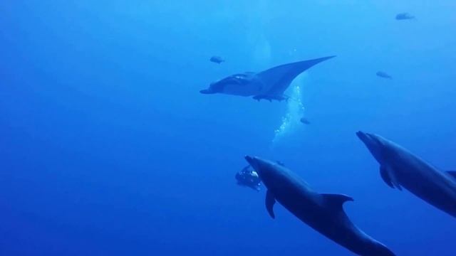 Giant Oceanic Manta Ray (Manta birostris) смотреть онлайн
