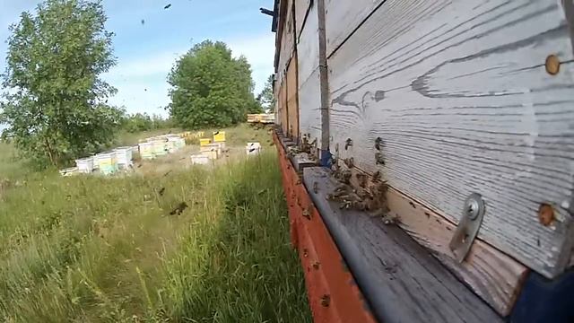 4к замедленно снимаем полёт пчёл и сборы мёда. Это реально видео обзор пчёл как оно есть для ютуба! смотреть онлайн