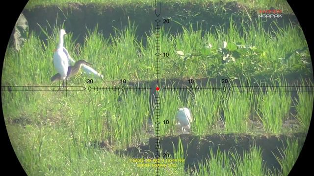 REVIEW RETICLE TELESCOPE T EAGLE MR PRO 4-16X44 SF FFP смотреть онлайн