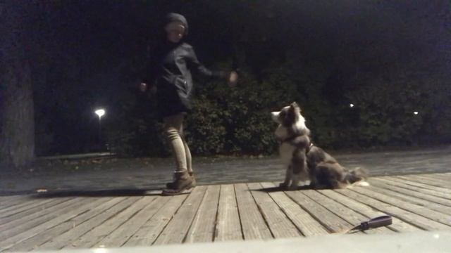 День с Бордер колли