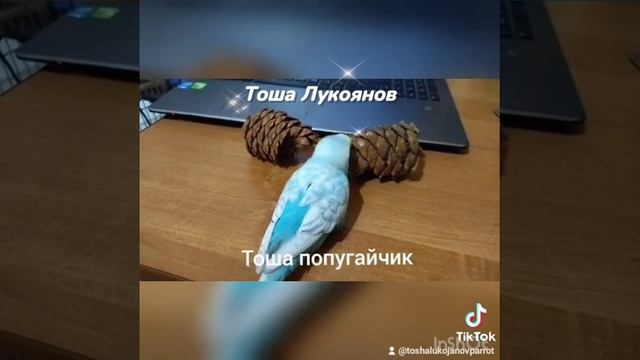 Говорящий попугай Тоша. Попугай разговаривает.Смешное смотреть онлайн