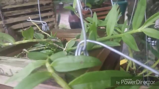 Plant Spotlight Dendrobium loddigesii смотреть онлайн