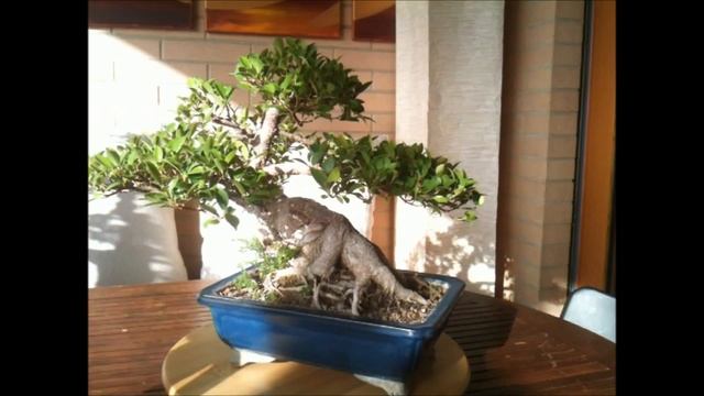 www.SoloBonsaiRoma.it - Ficus Nitida Bonsai 40/50 anni смотреть онлайн