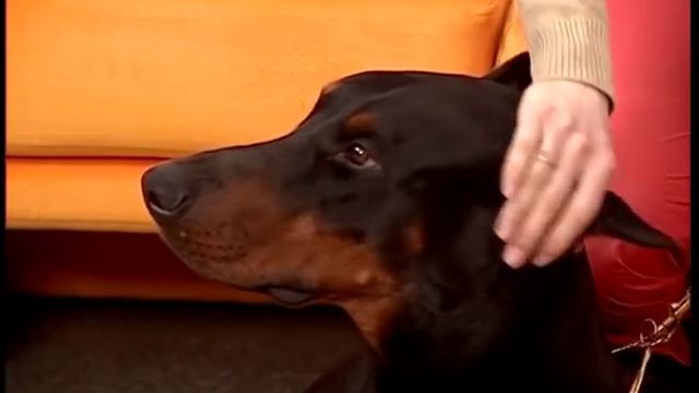 Зверский понедельник. Доберман смотреть онлайн