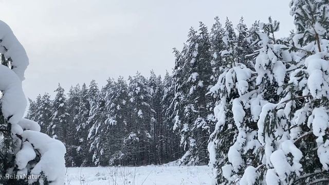 Звуки Природы Ветер Метель Снегопад в Зимнем Лесу для Расслабления Медитации Снятия Стресса Сон смотреть онлайн