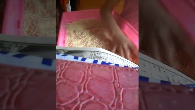 Как убрать у морской свинки смотреть онлайн