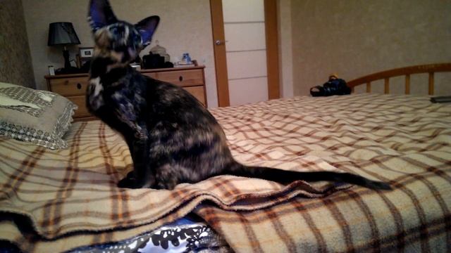 Ориентальная кошка Svetori La-Pusya Tomy смотреть онлайн