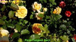 ТОП 3 - Эффектные розы, обильноцветущие, яркие и стойкие! Цветут все лето!