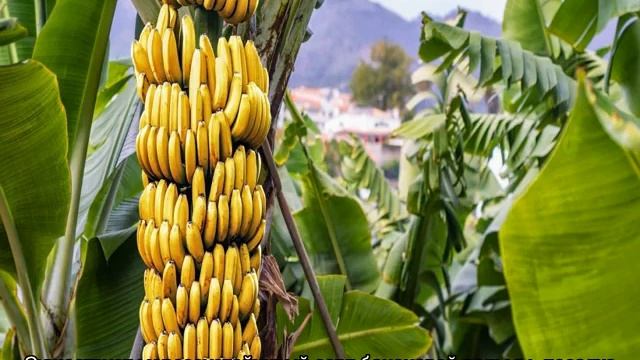 Банан комнатный (банановая пальма) — уход в домашних условиях смотреть онлайн