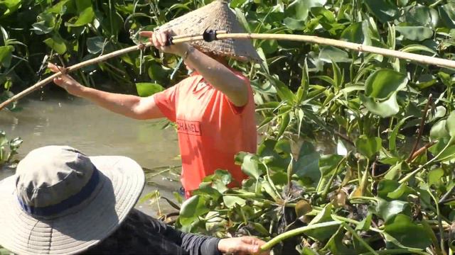 The first time waded into the river to harvest water hyacinths for food - harvesting water hyacint смотреть онлайн