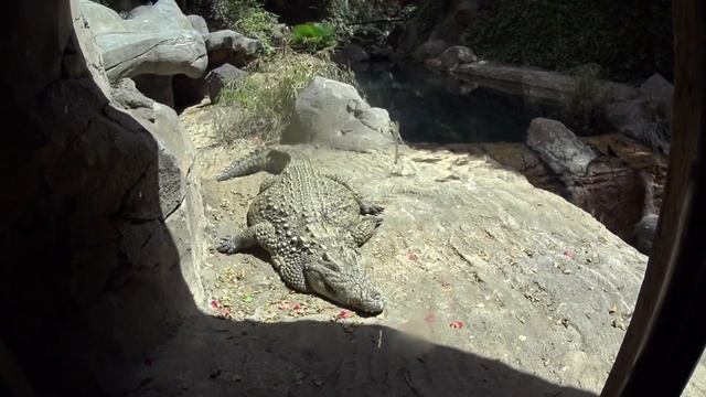 Tenerife . Jungle Park. Единственное в мире шоу орлов. смотреть онлайн