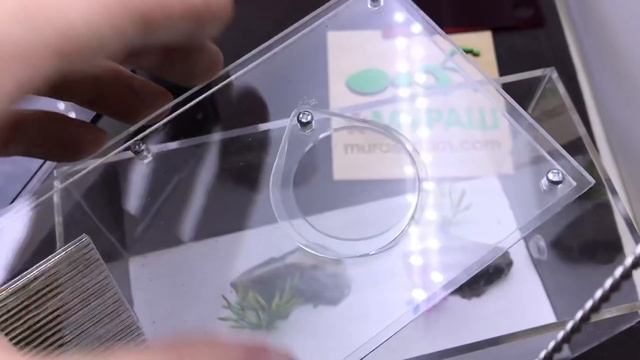 Обзор фермы для муравьёв Эстетика+ white смотреть онлайн