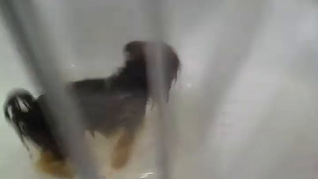 Собака  буль буль !