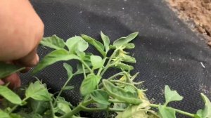 Томат Монгольский карлик.Обзор. Советы. Уход