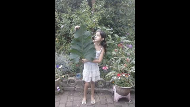 ЛАПУХ ГИГАНТ ВЫРАСШИЙ В МОЁМ ОГОРОДЕ! смотреть онлайн