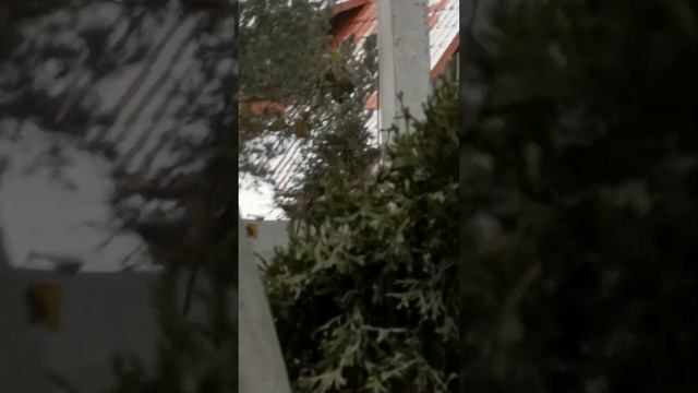 Многие синицы научились таскать еду у белок смотреть онлайн