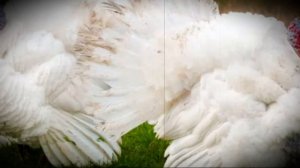 Лучшие породы индюков для домашнего разведения