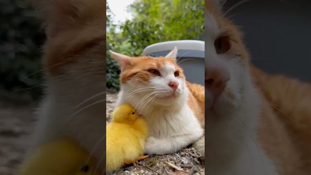 Кото-утиная милота смотреть онлайн