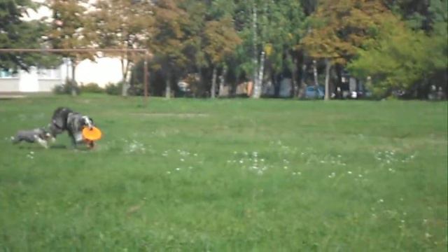 alfijs poga смотреть онлайн