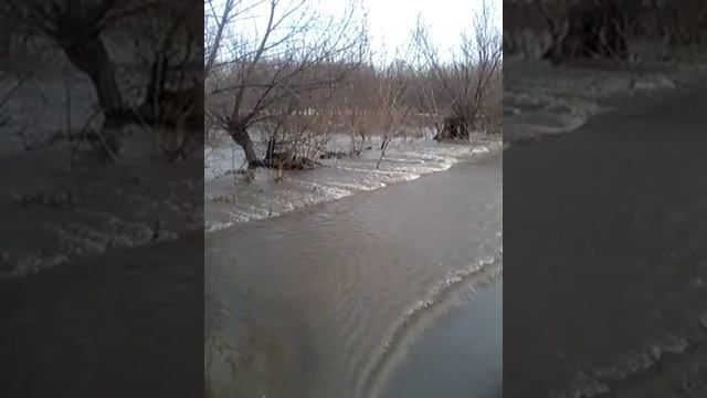 Паводок 2018 Красный Яр,Советский район , Алтайский край смотреть онлайн