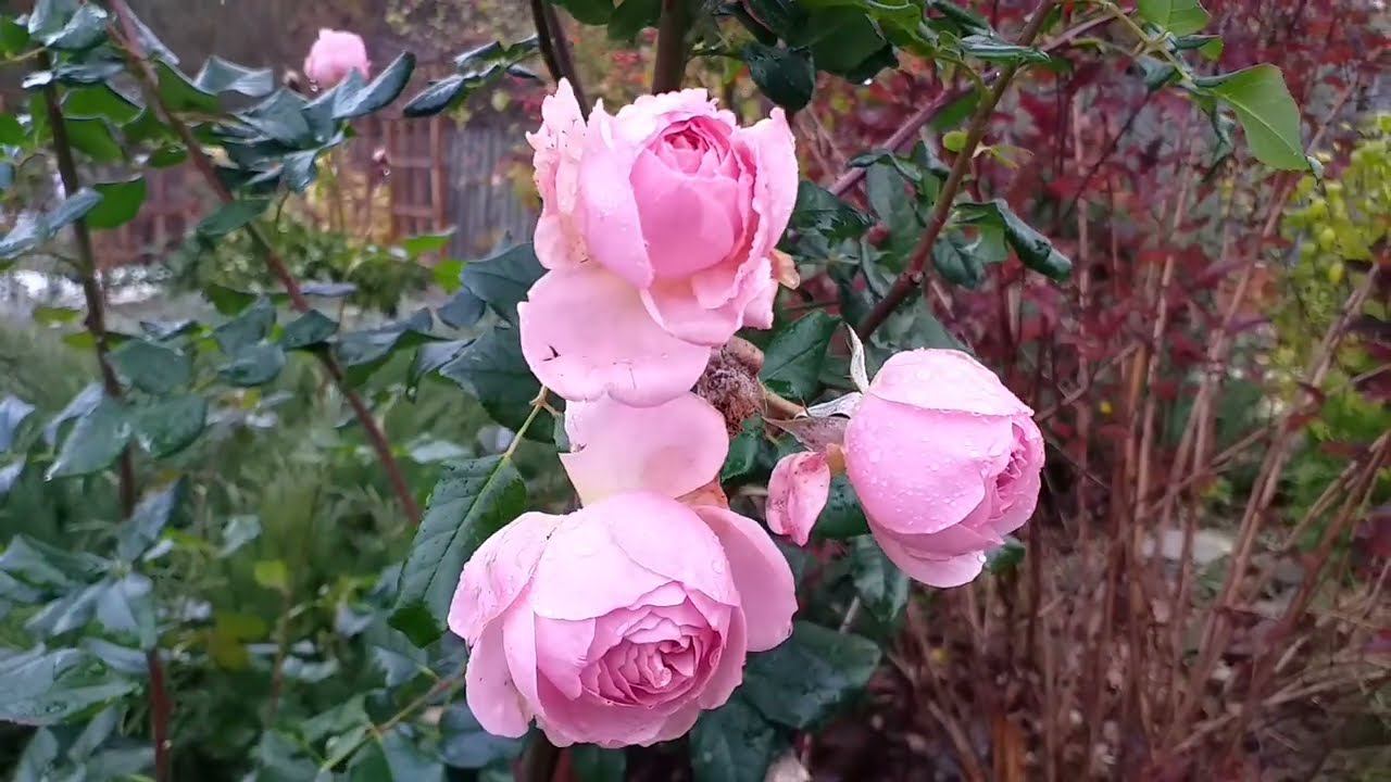 Подготовка розариев к зиме. Часть 1 смотреть онлайн
