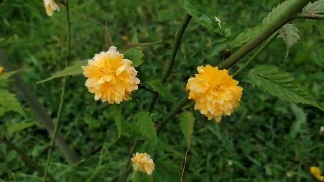  Керрия японская розоцветная Kerria  май 2022