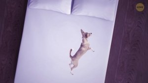 Поза сна вашего питомца раскрывает его отношение к вам