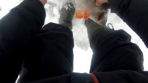 Рыбинка. Рыбалка на рыбинском водохранилище. 26.12.2018г.