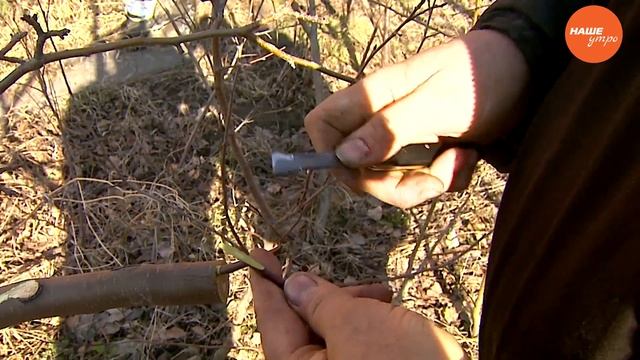 Валерий Черненко рассказывает о способе прививки за кору смотреть онлайн