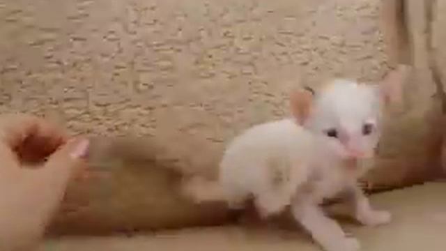 Сиамский котенок на белом - Сейшелка Haruna D`Aranid смотреть онлайн
