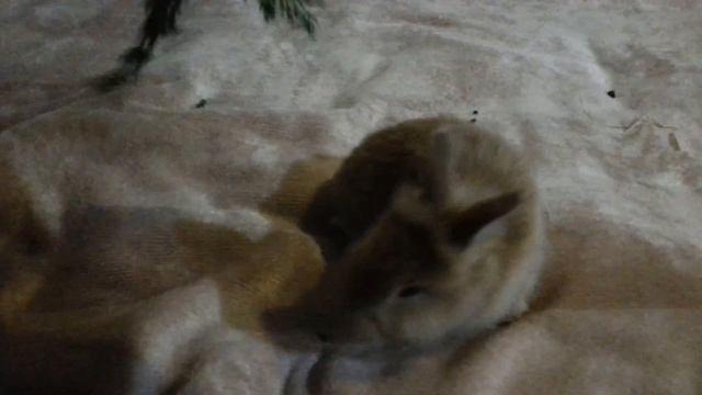 НАШ НОВЫЙ ДОМАШНИЙ ПИТОМЕЦ - КАРЛИКОВЫЙ КРОЛИК "БАННИ"Дресировка декаративного кролика смотреть онлайн