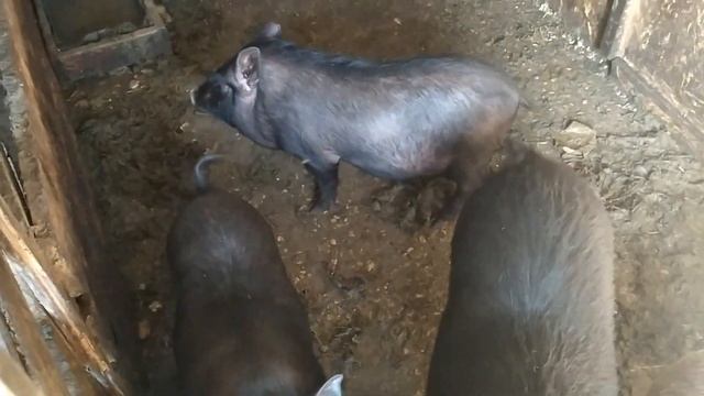 Дюрок Кармал КБ Пьетрен+Ландрас Вьетнамские свиньи//Глистогоним Дюрнамца //Летний рацион свиней смотреть онлайн