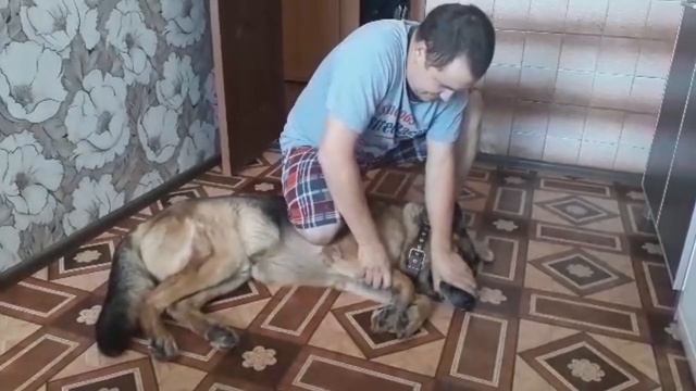 Как заставить собаку чихнуть носом смотреть онлайн