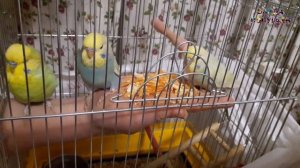 ? Можно ли приручить взрослого дикого волнистого попугая