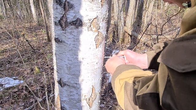 Правильный способ сбора берёзового сока.