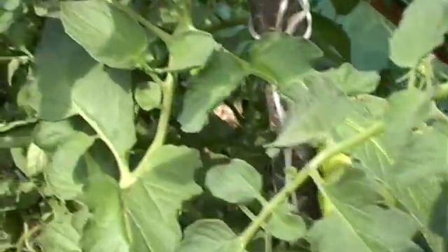 Выращиваем помидоры и кабачки. Тетянина садиба 2012 смотреть онлайн