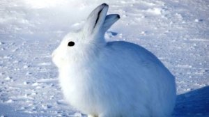 Почему зайцы меняют окраску