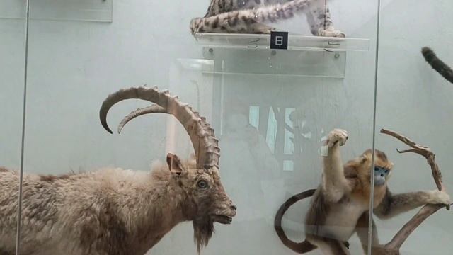 Пекинский Музей Естественной Науки ( 北京 自然博物馆) смотреть онлайн