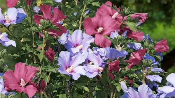 Cottage Farms Dazzling Design Double Delight Rose of Sharon on QVC