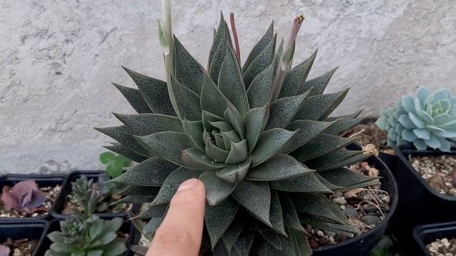 Echeveria Purpusorum