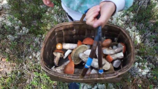 Выходной в деревне. Тихая охота(в лес за грибами). Деревенский быт. смотреть онлайн