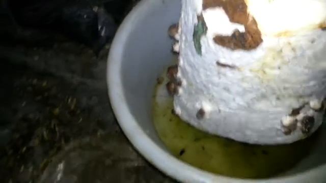 Шиитаке выращенный в подвале(первая удача) - Shiitake homegrown смотреть онлайн