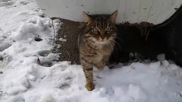 Мяукающая кошка смотреть онлайн