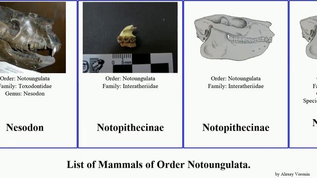 List of Mammals of Order Notoungulata. mirabile murinus Toxodon Notostylops Homalodotherium Fuse смотреть онлайн