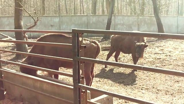 ŻUBRY - Зубры - Bisons - Zoo Lodz Poland смотреть онлайн