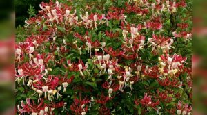 5 лучших многолетних цветущих лиан. Плетистые растения для сада. Лианы для живых изгородей.