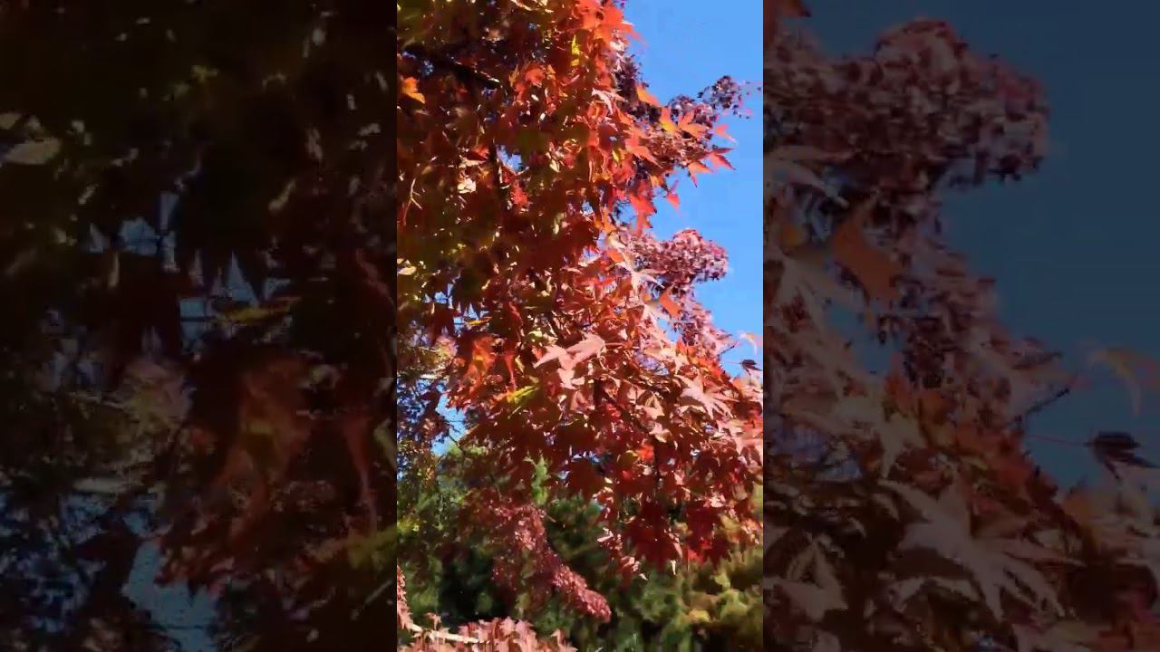 06.11.22 г. Погода Лазаревское #shorts #погодалазаревское #погодасочи #лазаревскоесейчас #сочи2022 смотреть онлайн