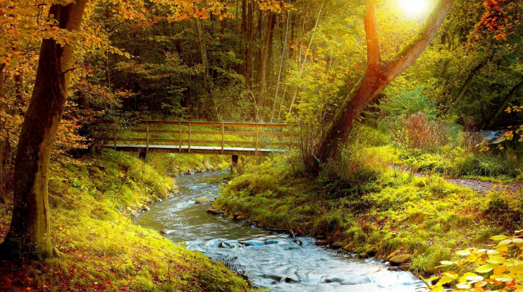 Расслабляющий лесной ручей, видео природы ✦ Успокаивающие Звуки ✦ Relax Sleep смотреть онлайн