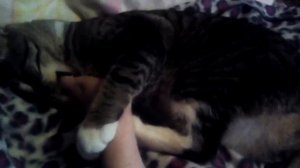 Кот нападает на хозяина